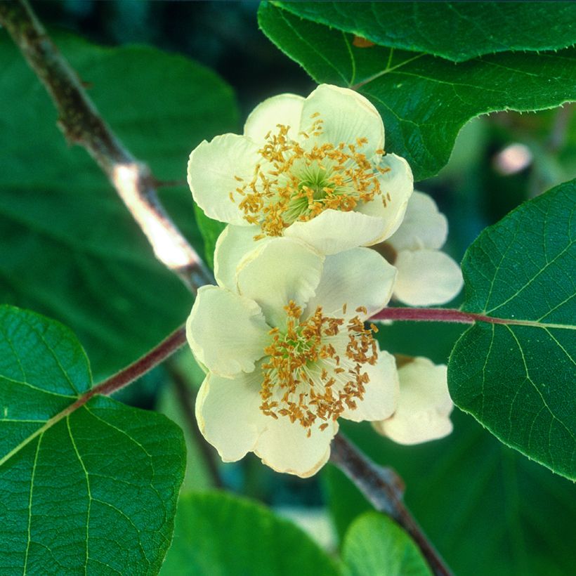 Kiwi jaune kiw'Happy mâle - Actinidia deliciosa (Floraison)