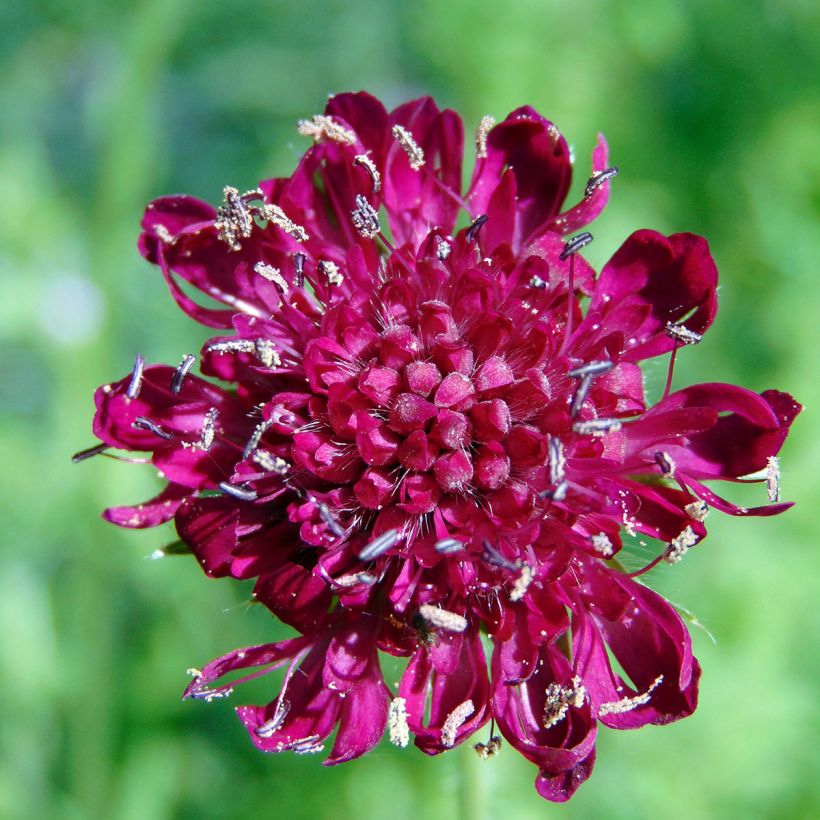 Knautia macedonica - Petite Scabieuse (Floraison)