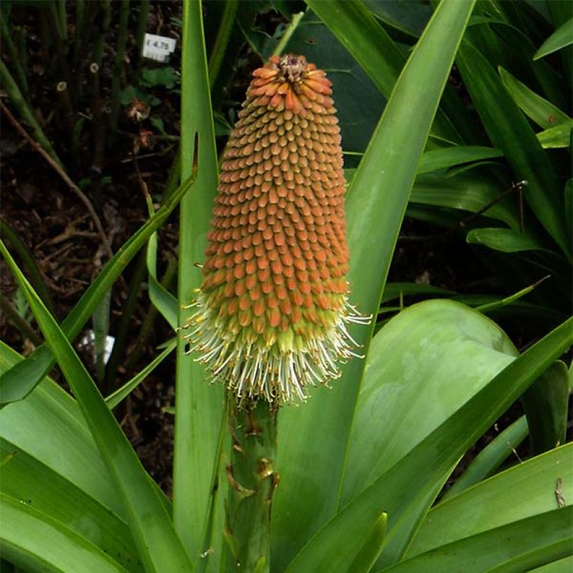 Kniphofia northiae - Tritoma bicolore jaune pâle et orangé (Floraison)