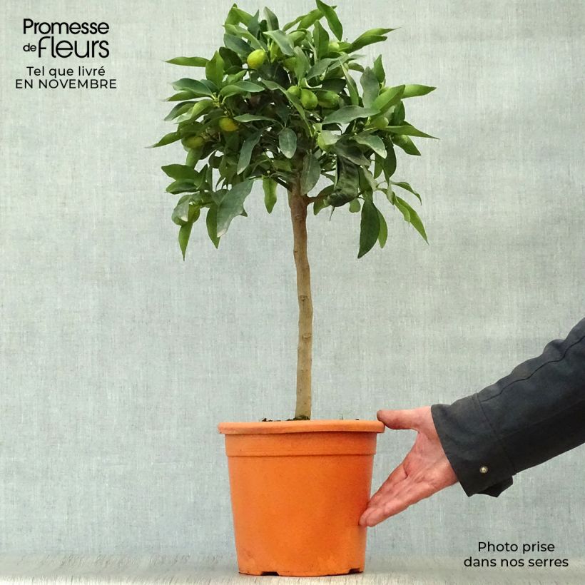 Spécimen de Kumquat Nagami - Fortunella margarita Pot de 4L/5L tel que livré en automne