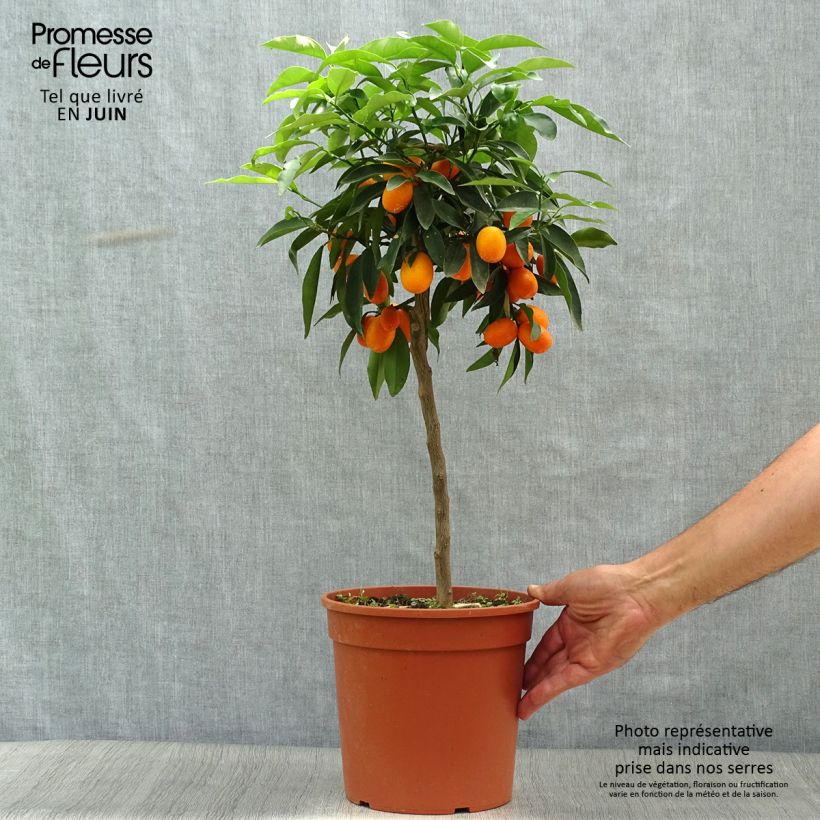 Spécimen de Kumquat à fruits ovales - Fortunella margarita tel que livré en été
