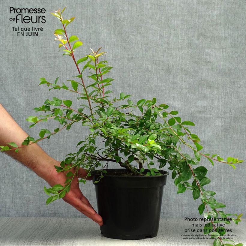 Spécimen de Lagerstroemia Mimie Fuchsia - Lilas de indes couvre-sol tel que livré en été