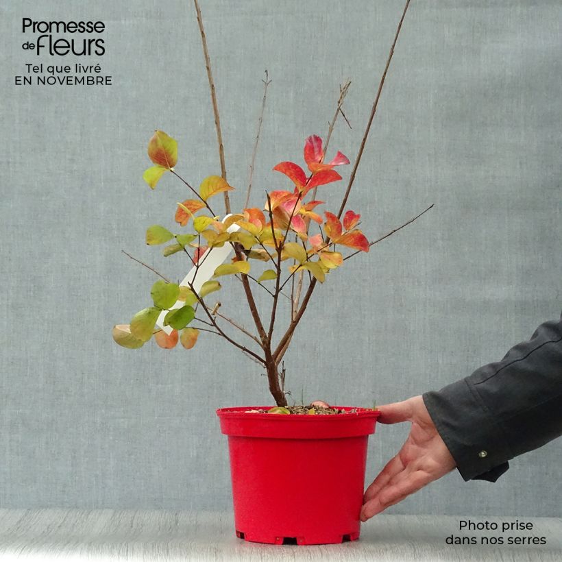 Spécimen de Lagerstroemia indica Dynamite en pot de 3L/4L tel que livré en automne