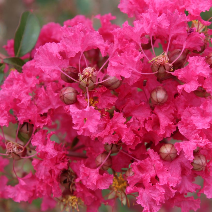 Lagerstroemia indica Mon Panache - Lilas des Indes	 (Floraison)