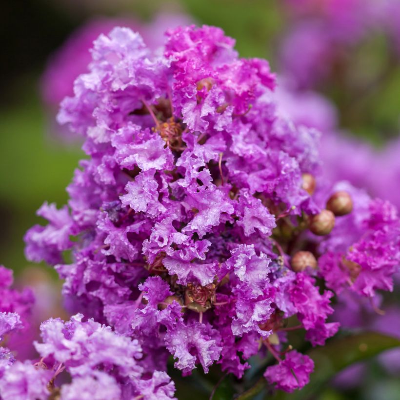 Lilas des Indes - Lagerstroemia indica Purple Magic (Floraison)