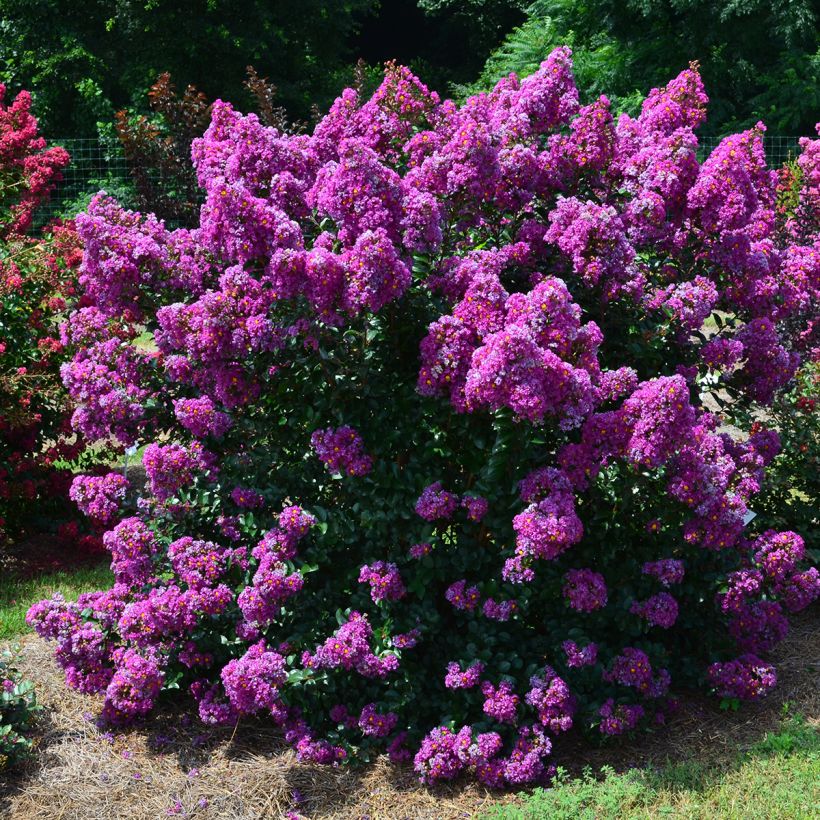 Lilas des Indes - Lagerstroemia indica Purple Magic (Port)