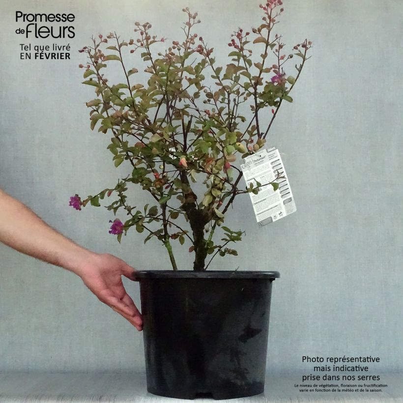 Spécimen de Lagerstroemia indica Pécharmant - Lilas des Indes Pot de 7.5L/10L tel que livré en automne