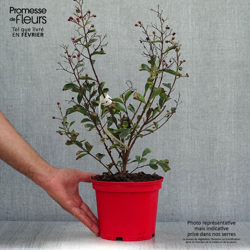 Spécimen de Lagerstroemia indica Red imperator - Lilas des Indes Pot de 3L/4L tel que livré en automne