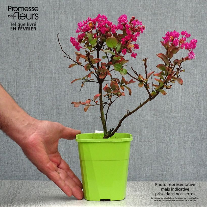 Spécimen de Lagerstroemia indica With Love Kiss Milarosso - Lilas des Indes en pot de 1/1.5L tel que livré en automne