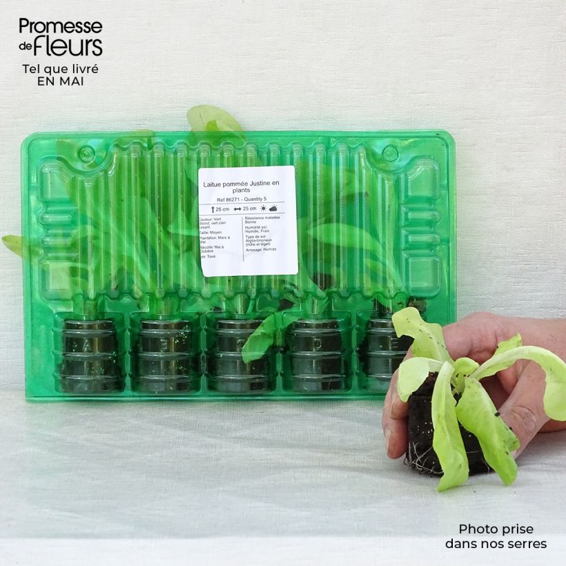 Spécimen de Laitue pommée Justine en plants Motte 4 cm x 4,5 cm tel que livré au printemps