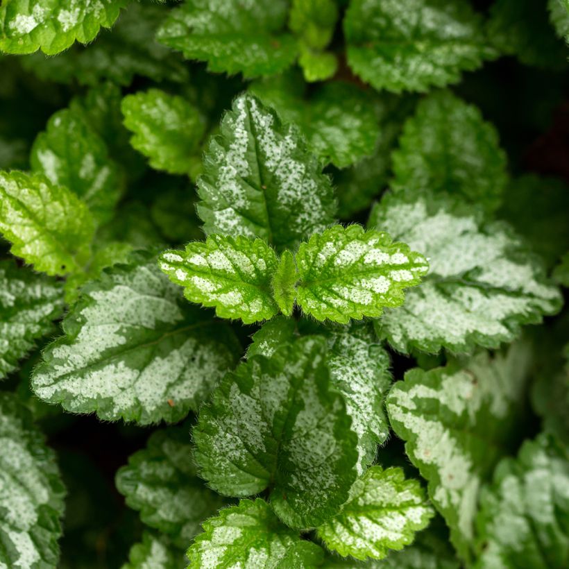 Lamiastrum ou Lamium galeobdolon - Ortie jaune (Feuillage)