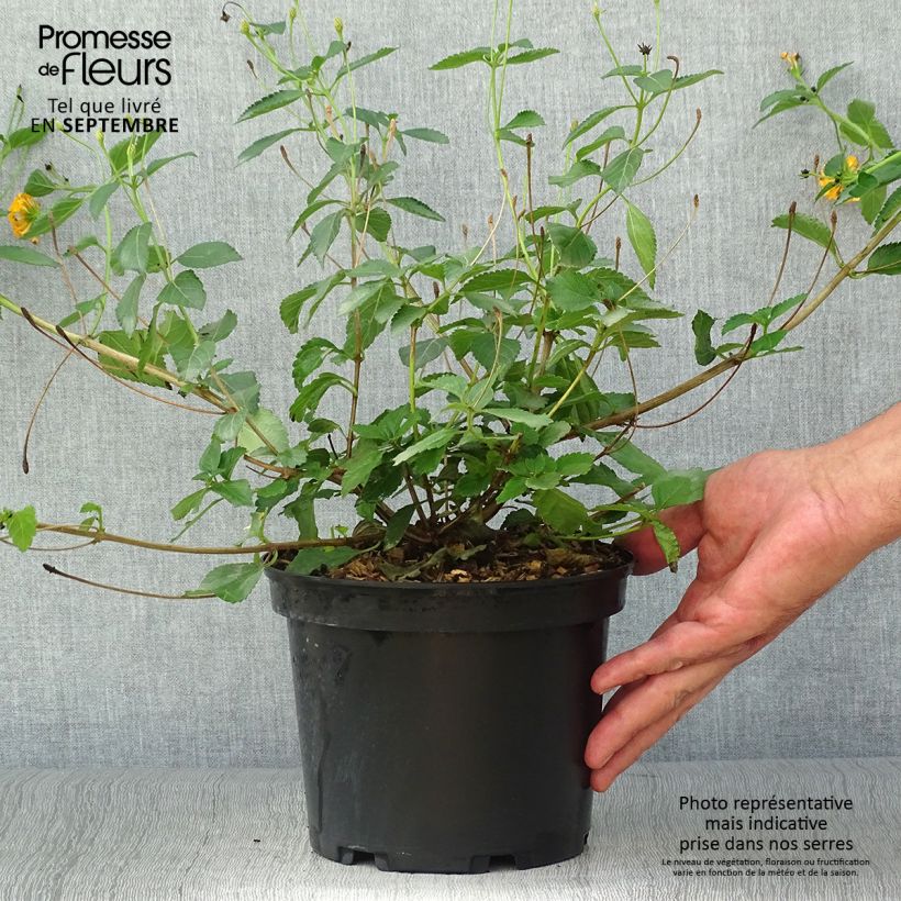 Spécimen de Lantana Chapel Hill Gold Pot de 2L/3L tel que livré en automne