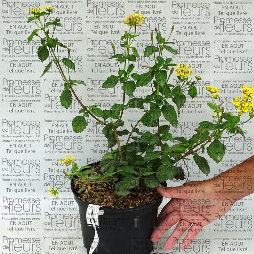 Exemple de spécimen de Lantana Sunny Side Up Pot de 2L/3L tel que livré