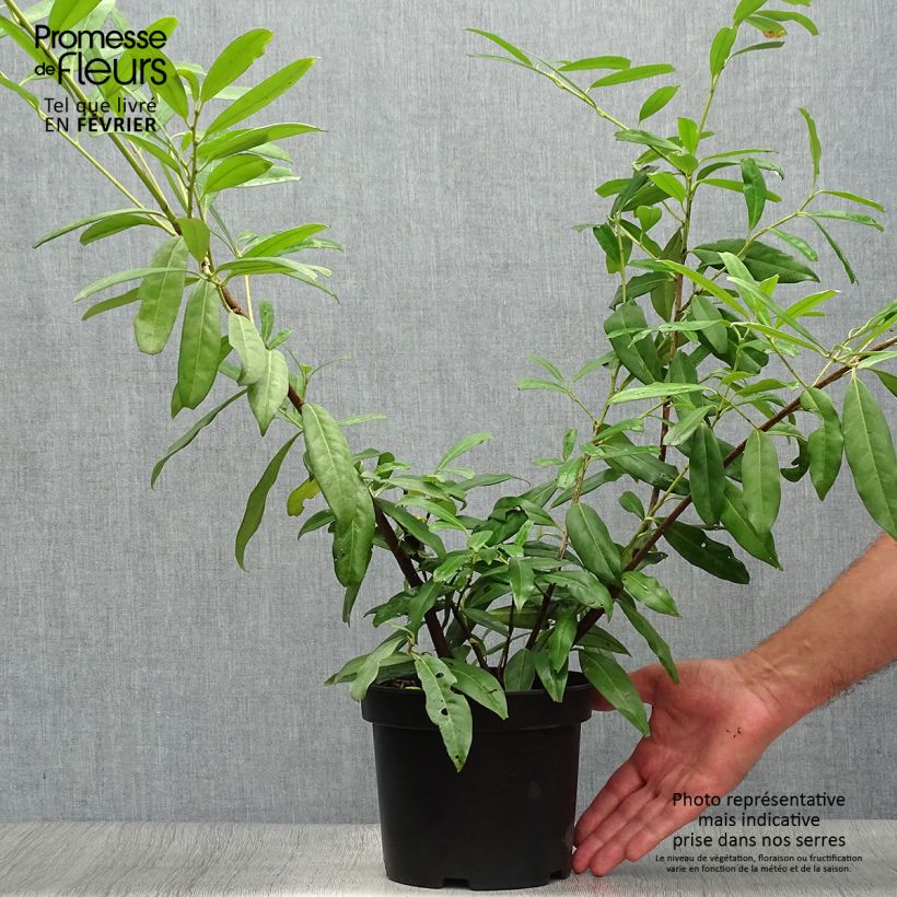 Spécimen de Laurier Cerise Zabeliana - Prunus laurocerasus en pot de 4L/5L tel que livré en automne