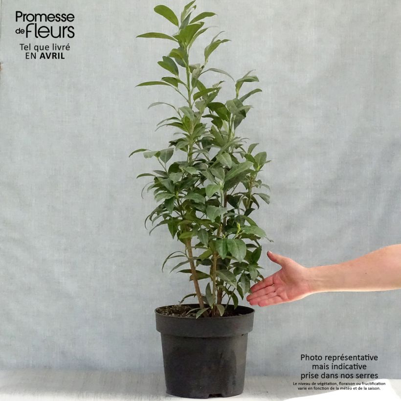 Spécimen de Laurier cerise - Prunus laurocerasus Herbergii 80/100 cm en pot de 10L tel que livré au printemps