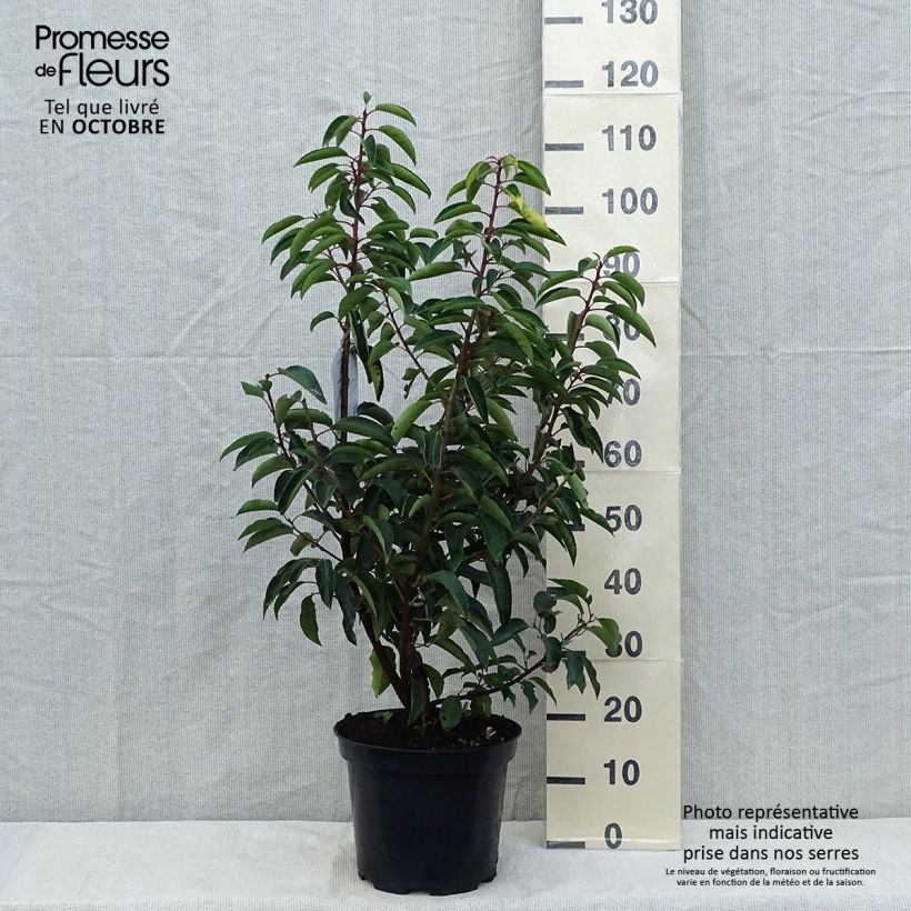 Spécimen de Laurier du Portugal - Prunus lusitanica tel que livré en automne