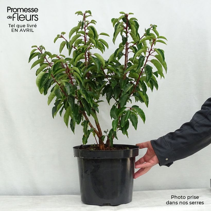 Spécimen de Laurier du Portugal - Prunus lusitanica tel que livré au printemps
