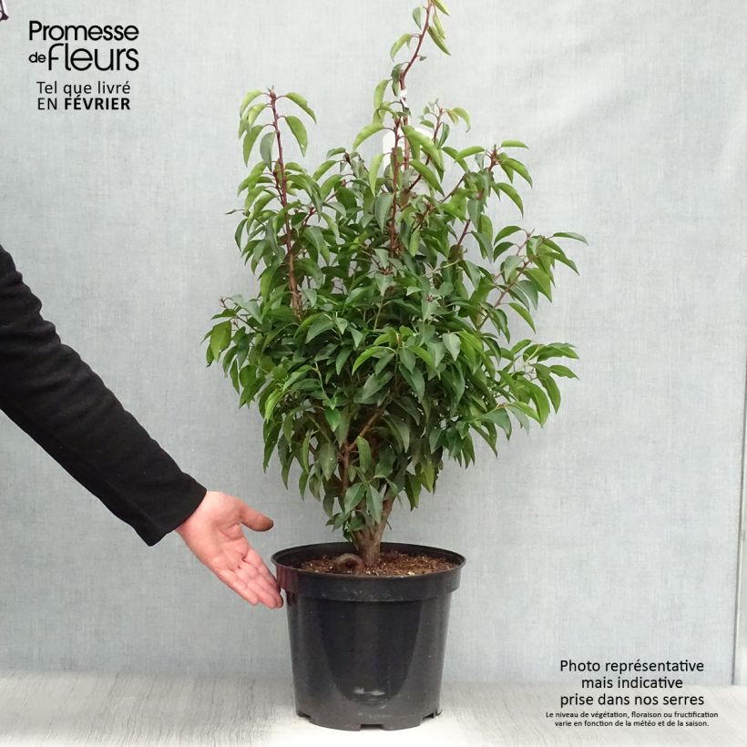 Spécimen de Laurier du Portugal - Prunus lusitanica Angustifolia 70+ en pot de 10L tel que livré en hiver