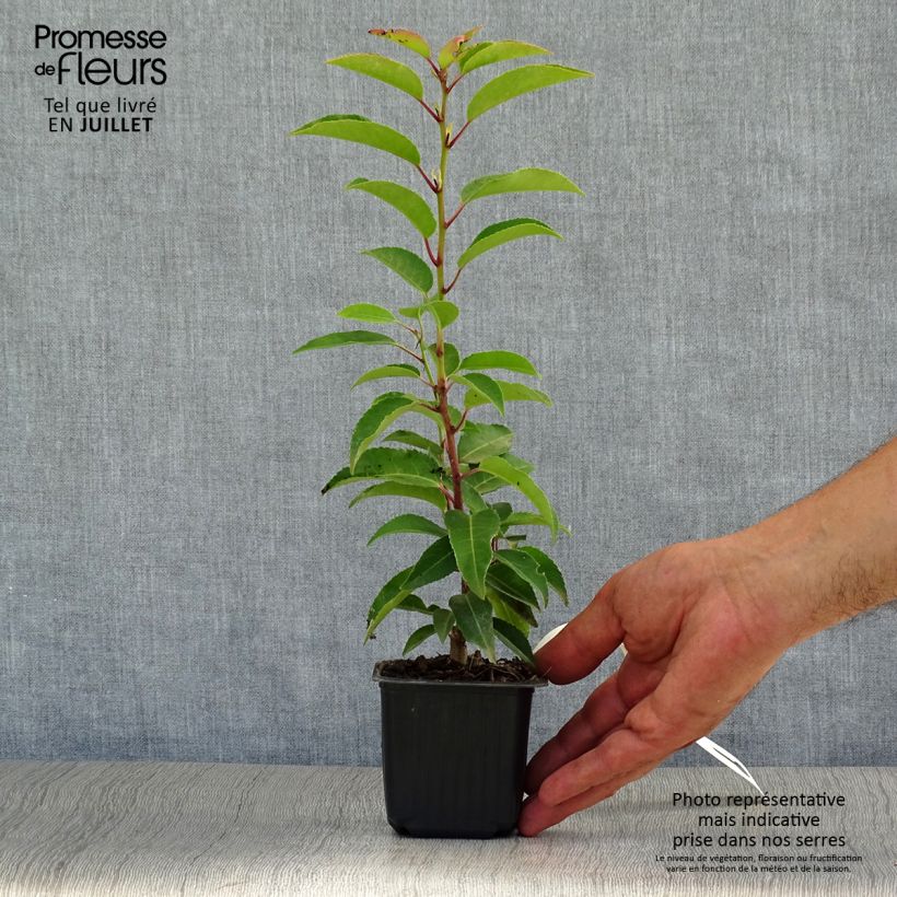 Spécimen de Laurier du Portugal, Prunus lusitanica Angustifolia  tel que livré en été