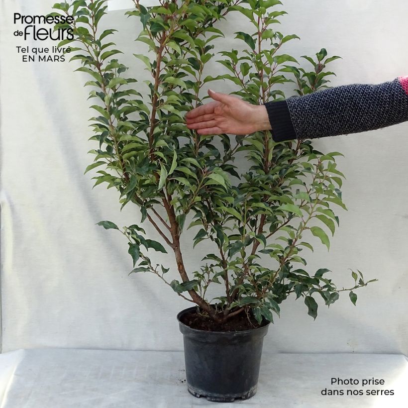 Spécimen de Laurier du Portugal - Prunus lusitanica Brenelia tel que livré en hiver