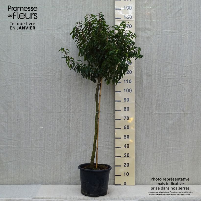 Spécimen de Laurier du Portugal - Prunus lusitanica Myrtifolia Demi-tige en pot de 12l/15l tel que livré en hiver