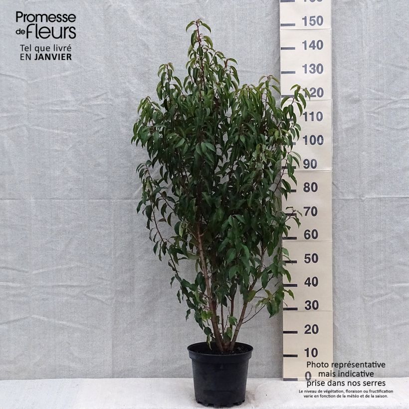 Spécimen de Laurier du Portugal - Prunus lusitanica Myrtifolia en pot de 7,5l/10l tel que livré en hiver