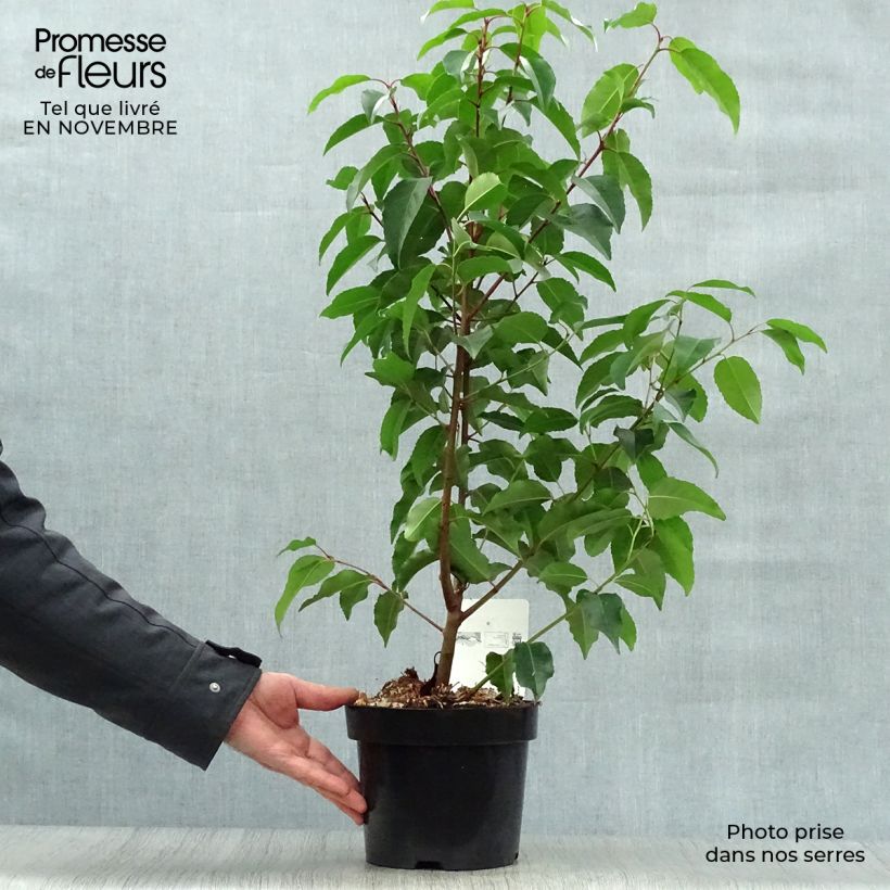 Spécimen de Laurier du Portugal - Prunus lusitanica en pot de 3,5L tel que livré en automne