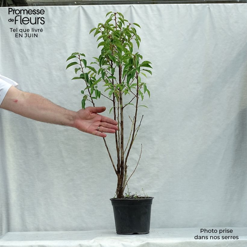 Spécimen de Laurier du Portugal - Prunus lusitanica tel que livré en été