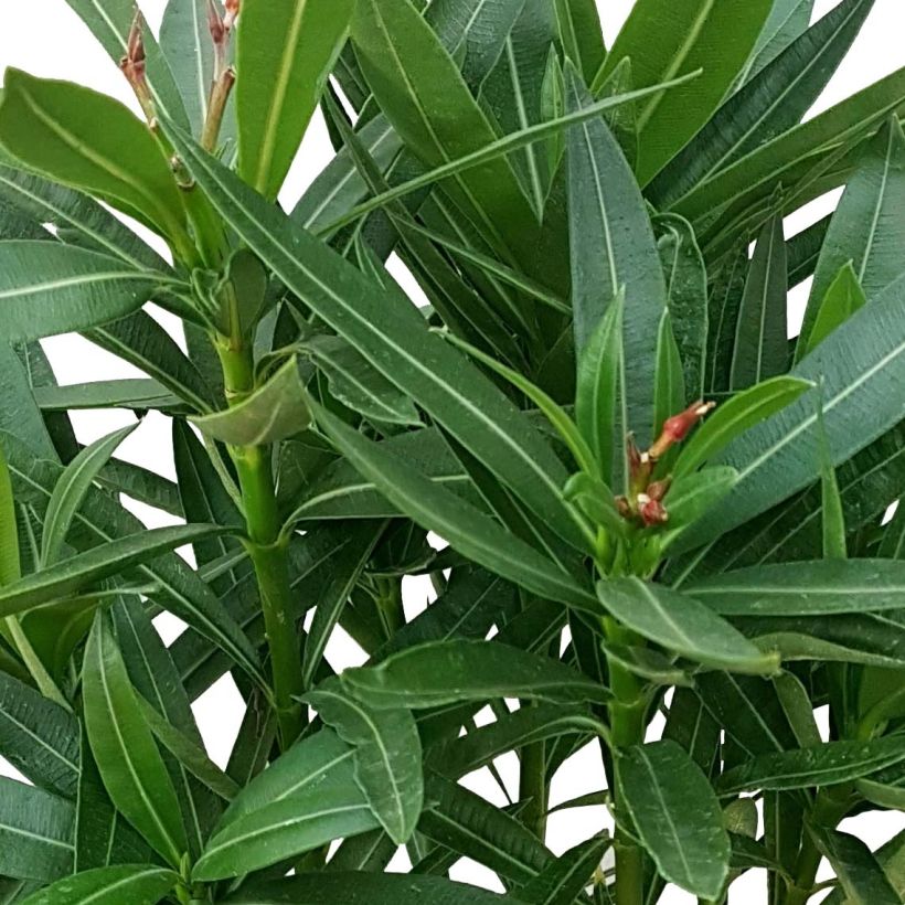 Laurier rose Alsace - Nerium oleander (Feuillage)