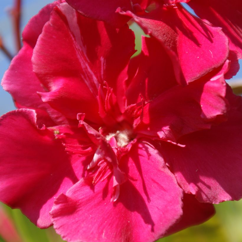 Laurier rose Commandant Barthélemy - Nerium oleander (Floraison)