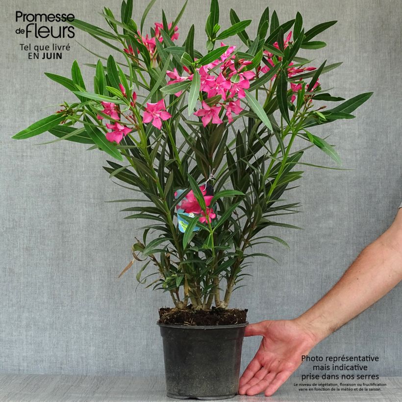 Spécimen de Laurier rose Italia - Nerium oleander tel que livré en été