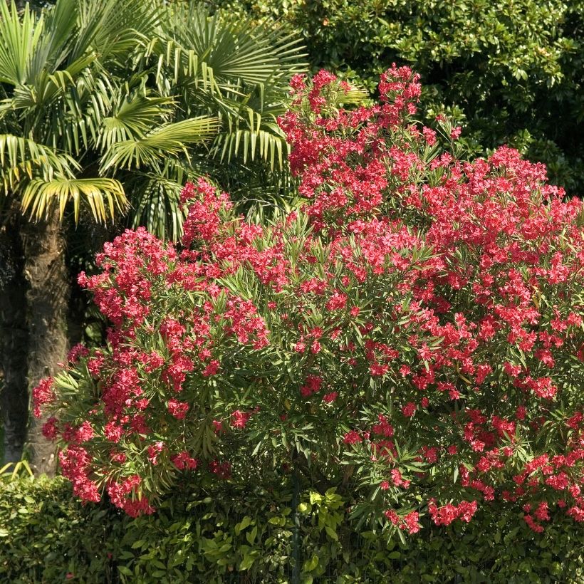 Laurier rose - Nerium oleander Rouge Simple (Port)
