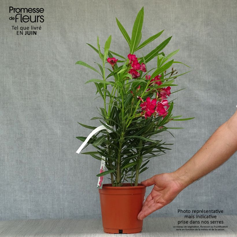 Spécimen de Laurier rose - Nerium oleander Rouge Simple tel que livré en été