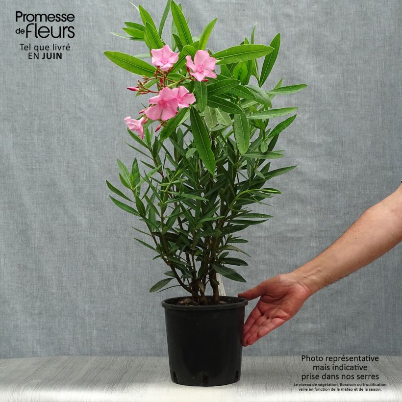 Spécimen de Laurier rose - Nerium oleander tel que livré en été