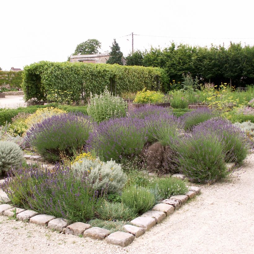 Lavande Vraie - Lavandula officinalis (Port)