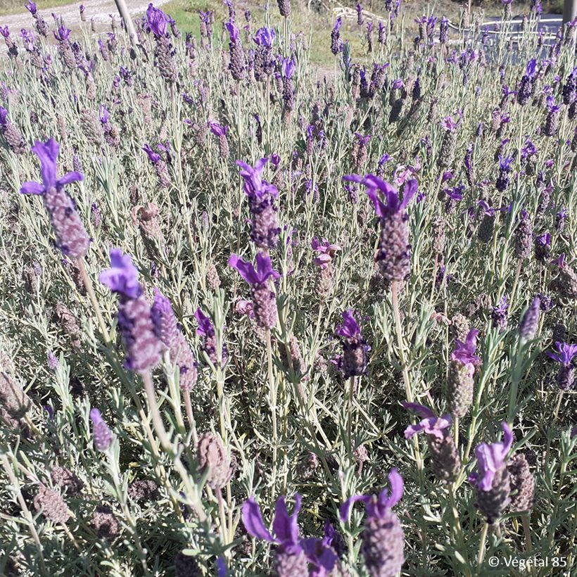 Lavande papillon Madrid Purple - Lavandula stoechas (Port)