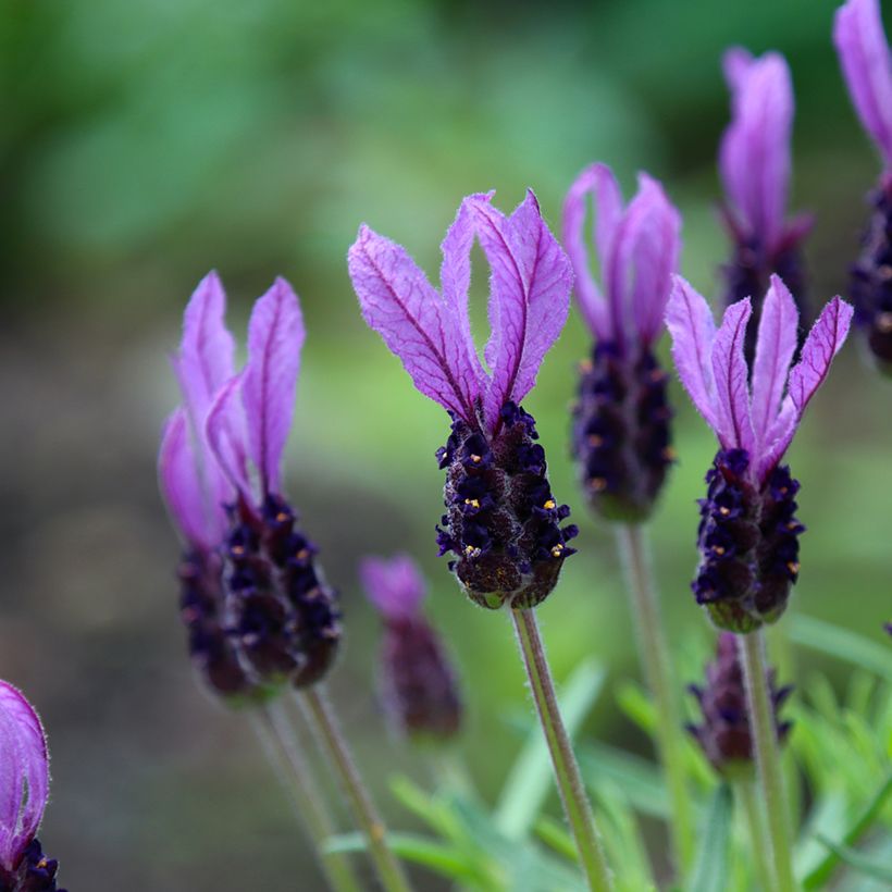 Lavande papillon Madrid Purple - Lavandula stoechas (Floraison)