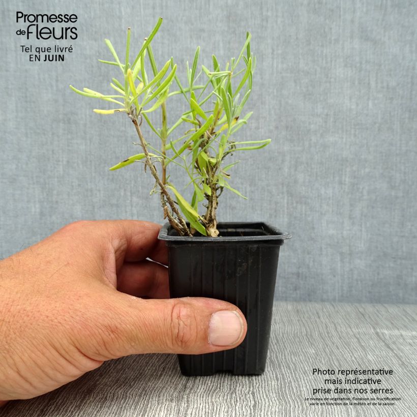 Spécimen de Lavande vraie - Lavandula angustifolia Alba tel que livré en été