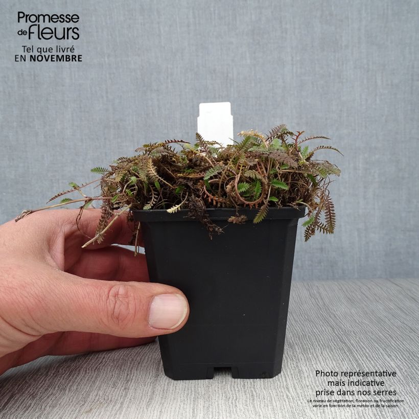 Spécimen de Leptinella potentillina - Cotule potentille Godet de 9cm tel que livré en automne