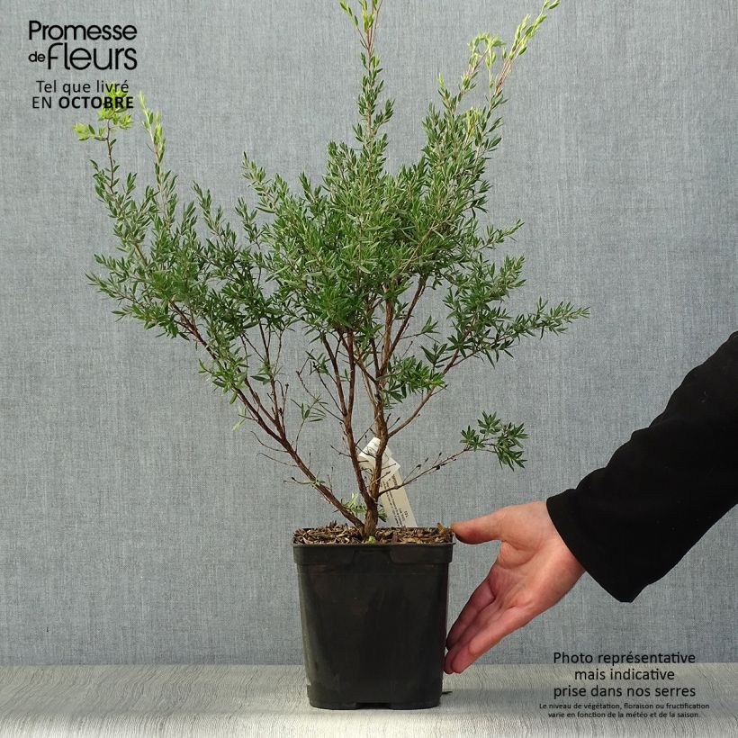 Spécimen de Leptospermum Karo Pearl Star - Arbre à thé Pot de 2L/3L tel que livré en automne