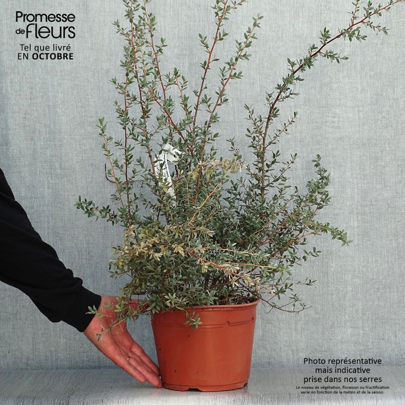 Spécimen de Leptospermum Silver Sheen - Arbre à thé laineux Pot de 2L/3L tel que livré en automne