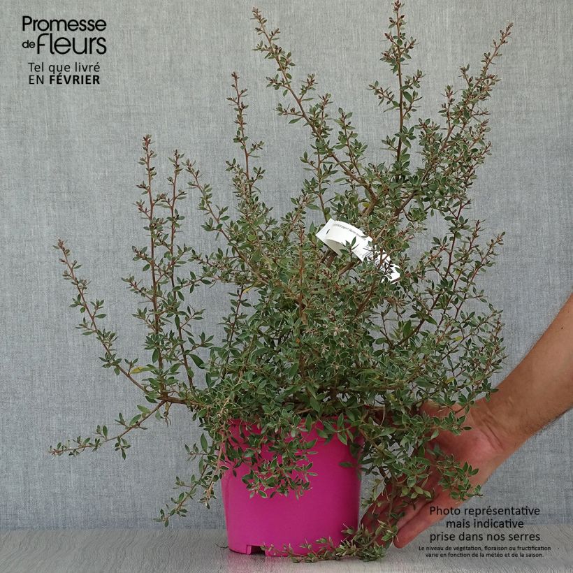 Spécimen de Leptospermum lanigerum Mesmer Eyes - Arbre à thé Pot de 3L tel que livré en automne