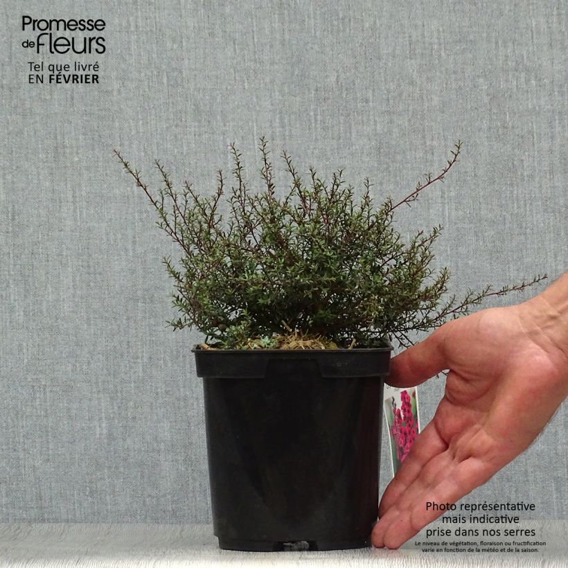 Spécimen de Leptospermum scoparium Nanum Kiwi - Arbre à thé de Nouvelle-Zélande Pot de 2L tel que livré en automne