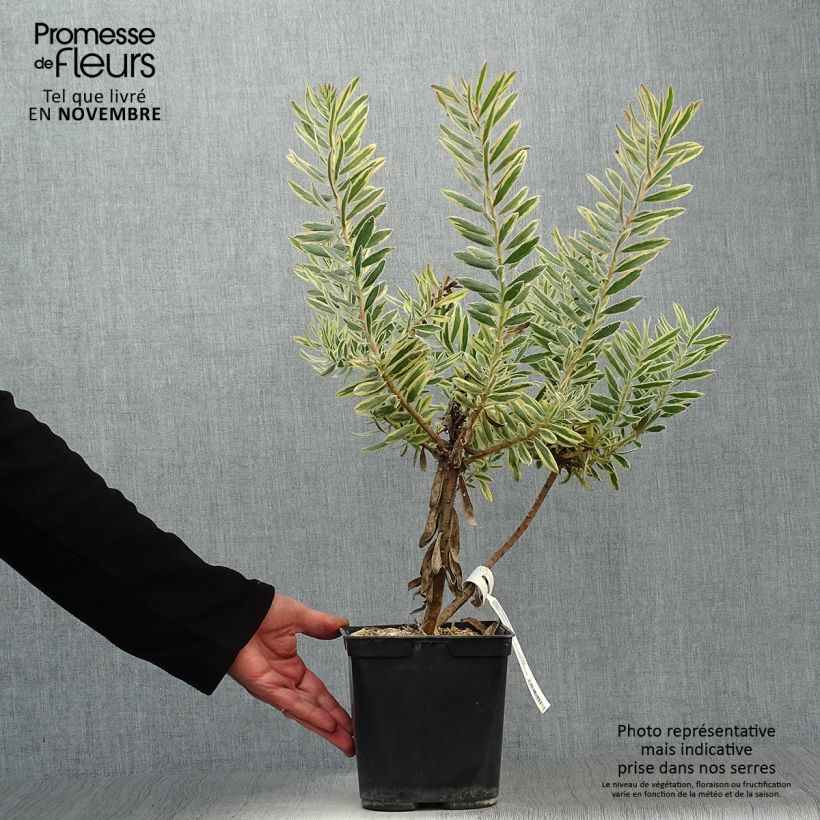 Spécimen de Leucadendron Jester  Pot de 3L/4L tel que livré en automne