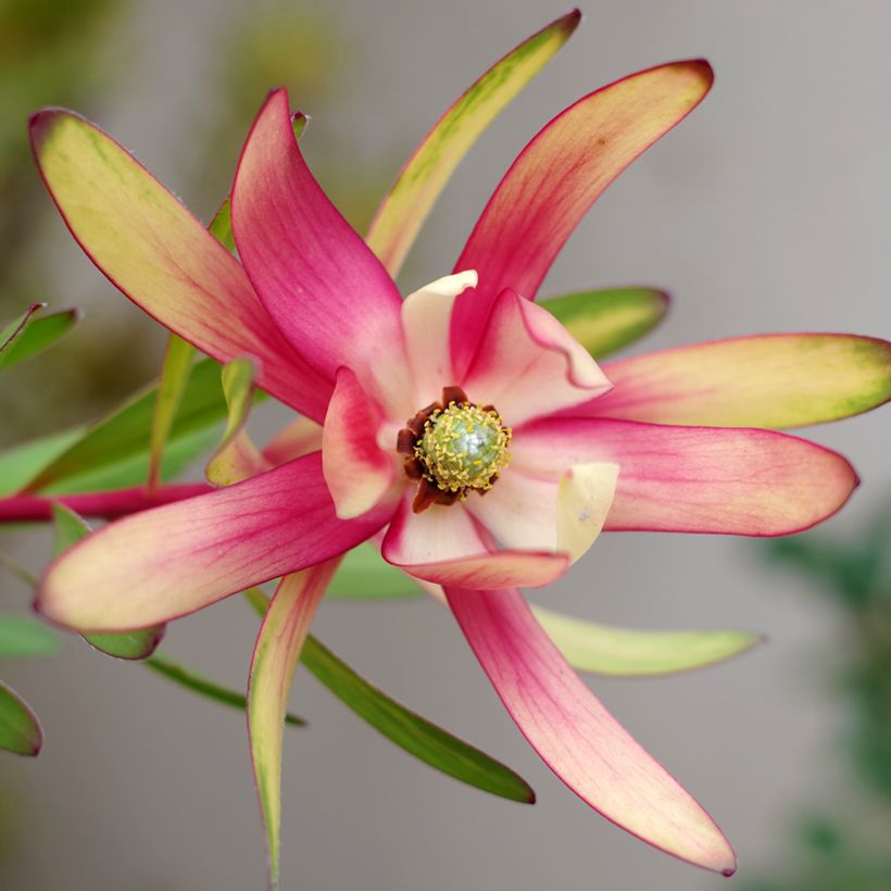 Leucadendron Safari Sunset (Floraison)