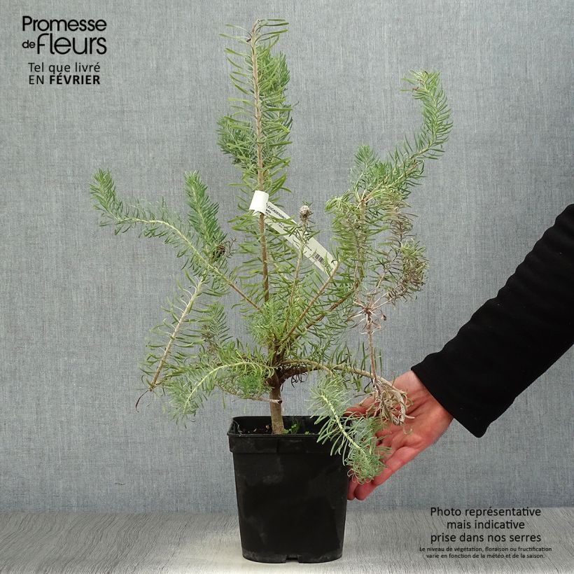 Spécimen de Leucadendron galpinii Carlin  Pot de 3L/4L tel que livré en hiver