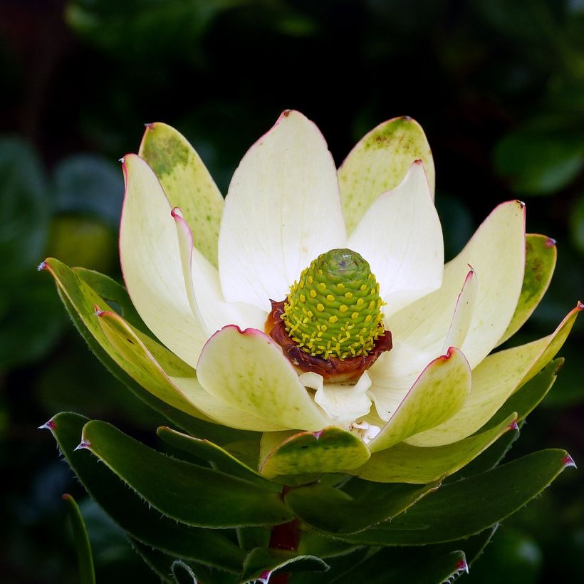 Leucadendron Inca Gold (Floraison)