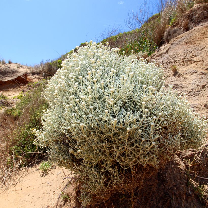 Calocephalus brownii ou Leucophyta brownii  - Calocéphale de Brown (Port)