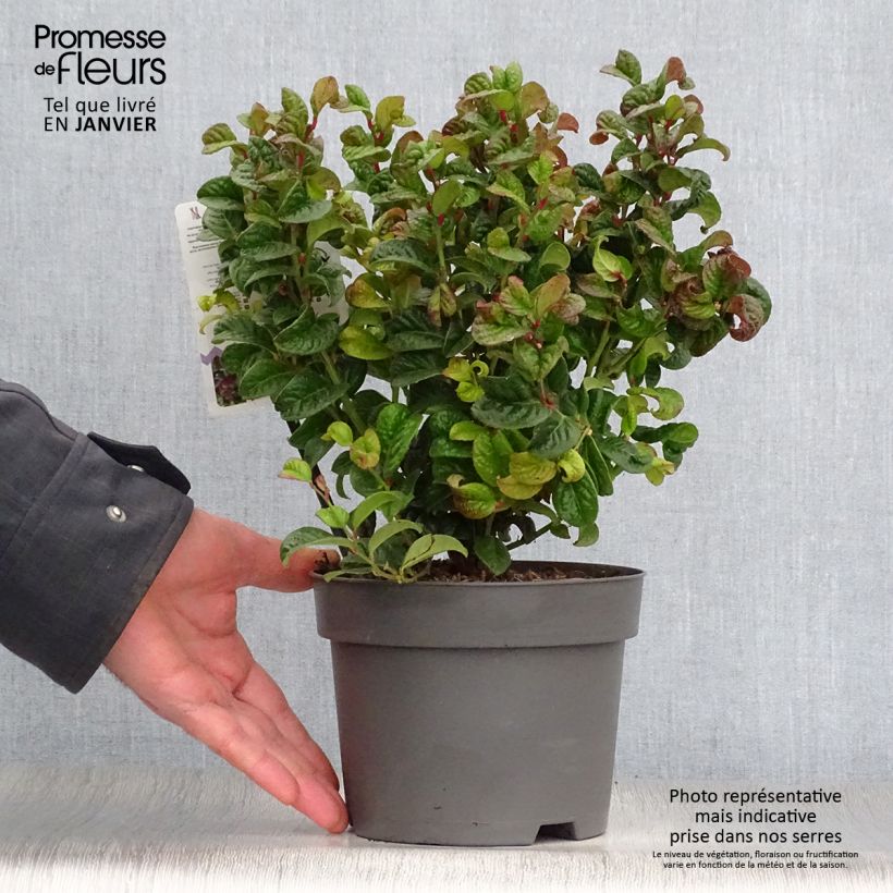 Spécimen de Leucothoe axillaris Curly Red en pot de 2L/3L tel que livré en hiver