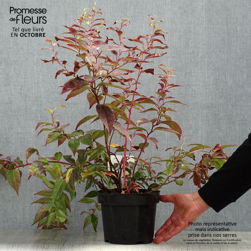 Spécimen de Leucothoe fontanesiana Rainbow en pot de 2/3L tel que livré en automne